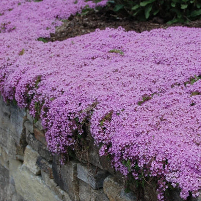 Purple Creeping Thyme Seeds for Planting Non-GMO