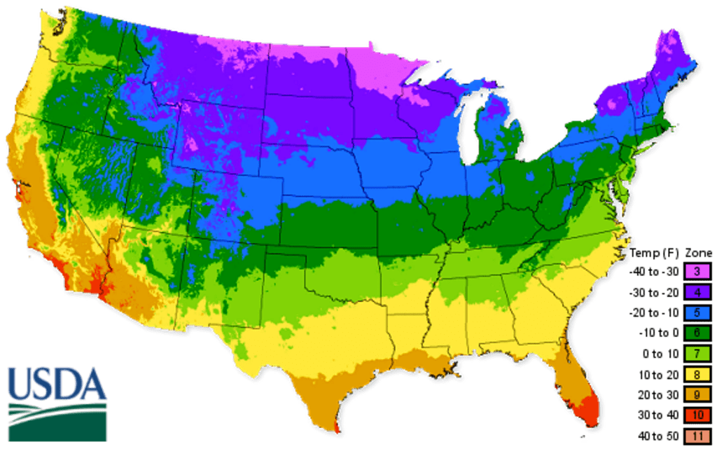 Purple Creeping Thyme Seeds for Planting Non-GMO