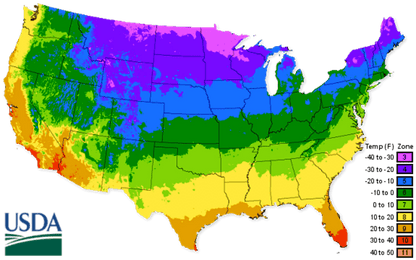 Purple Creeping Thyme Seeds for Planting Non-GMO