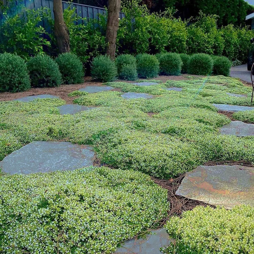 Purple Creeping Thyme Seeds for Planting Non-GMO