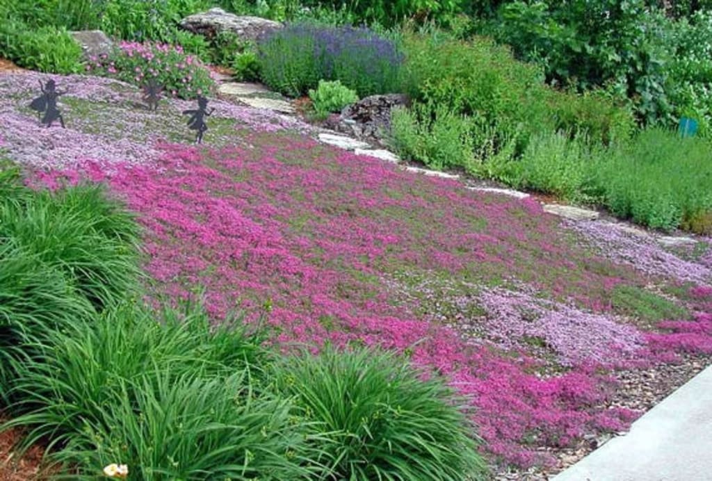 Purple Creeping Thyme Seeds for Planting Non-GMO
