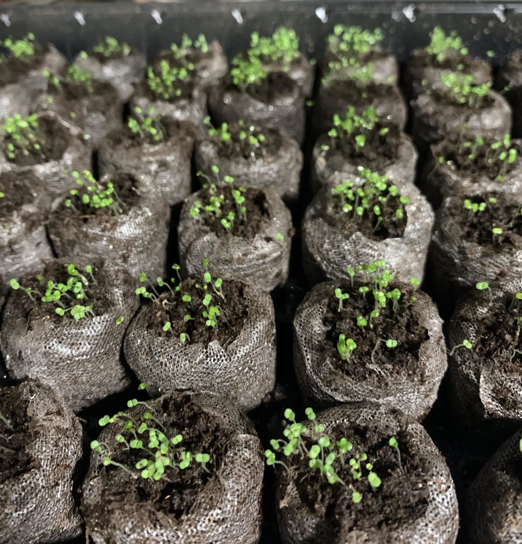 Purple Creeping Thyme Seeds for Planting Non-GMO