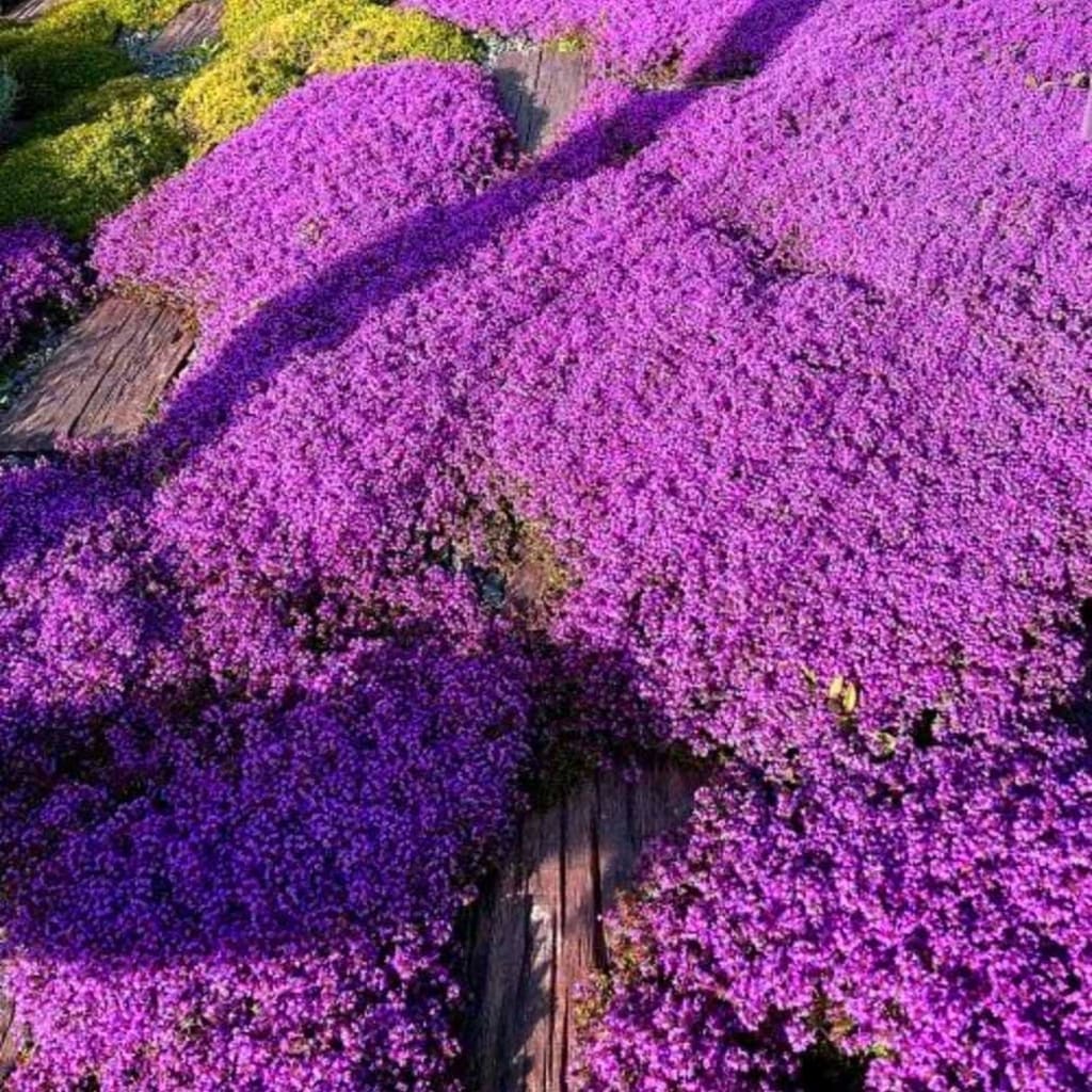 Purple Creeping Thyme Seeds for Planting Non-GMO Perennial Seeds