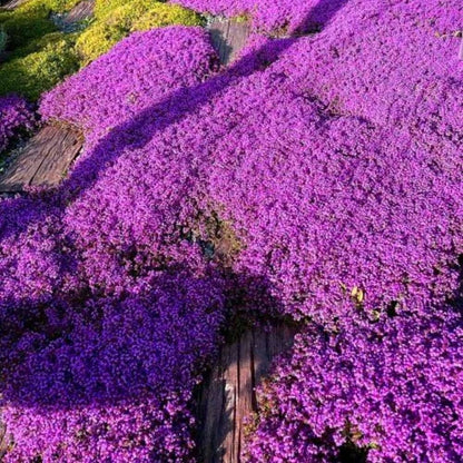 Purple Creeping Thyme Seeds for Planting Non-GMO Perennial Seeds