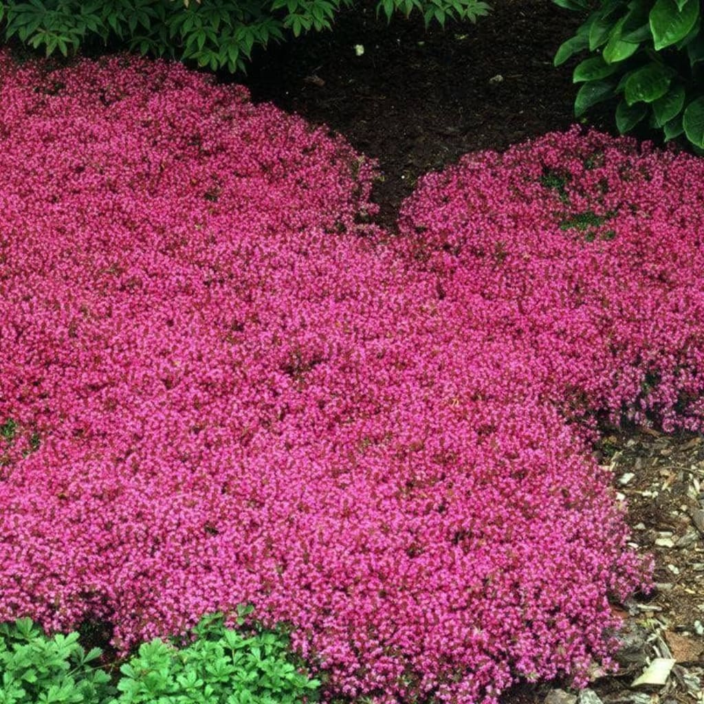 Purple Creeping Thyme Seeds for Planting Non-GMO