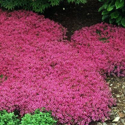 Purple Creeping Thyme Seeds for Planting Non-GMO