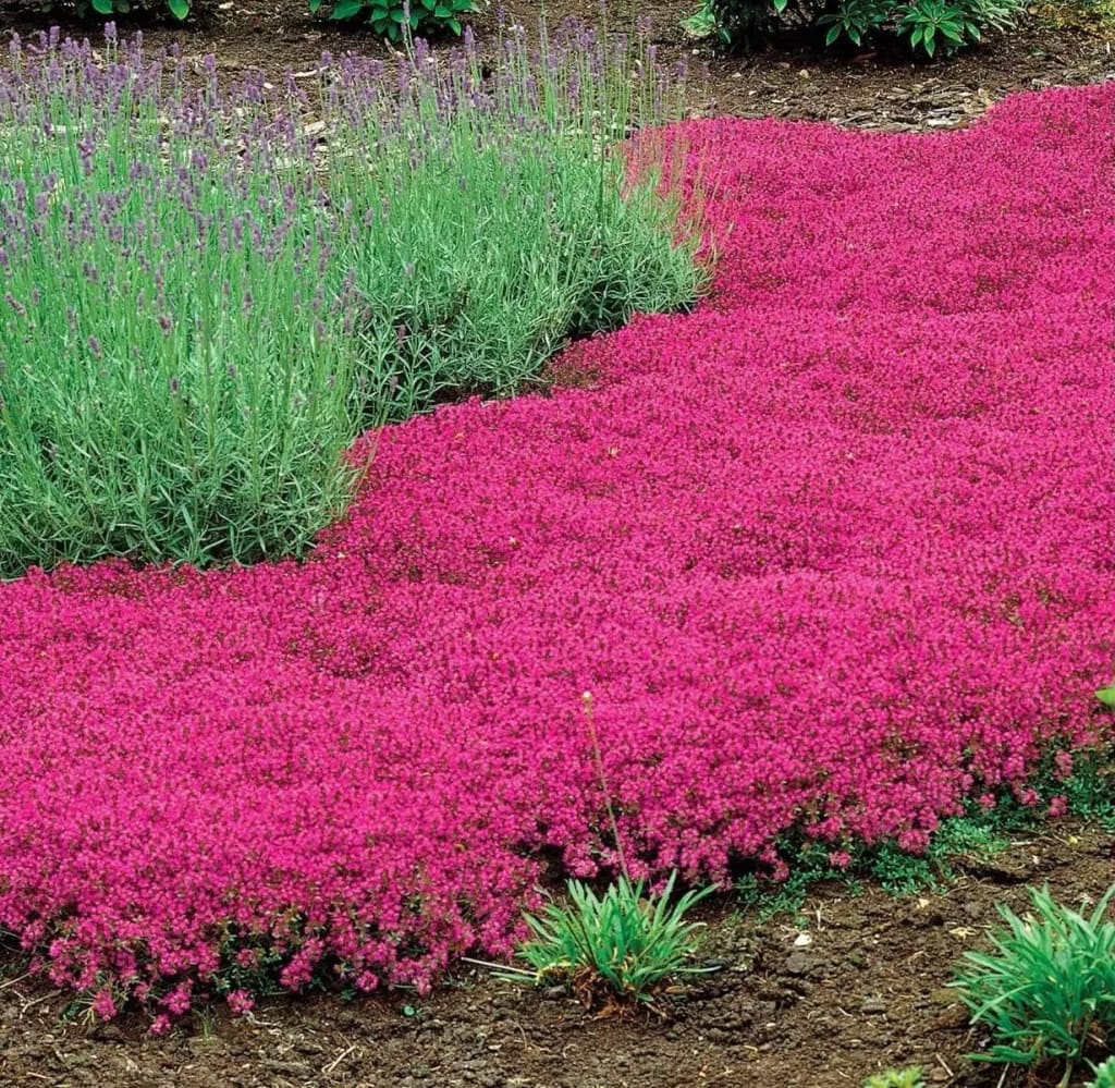 Purple Creeping Thyme Seeds for Planting Non-GMO