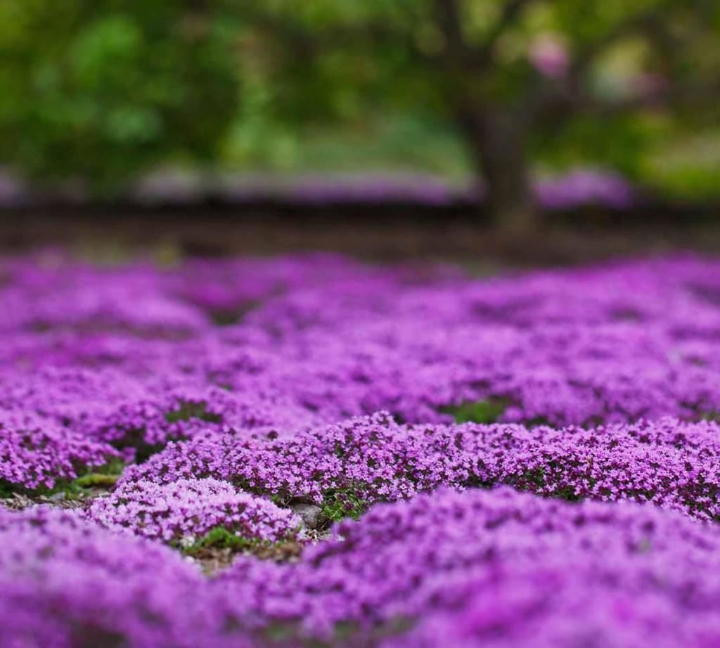 Purple Creeping Thyme Seeds for Planting Non-GMO Perennial Seeds