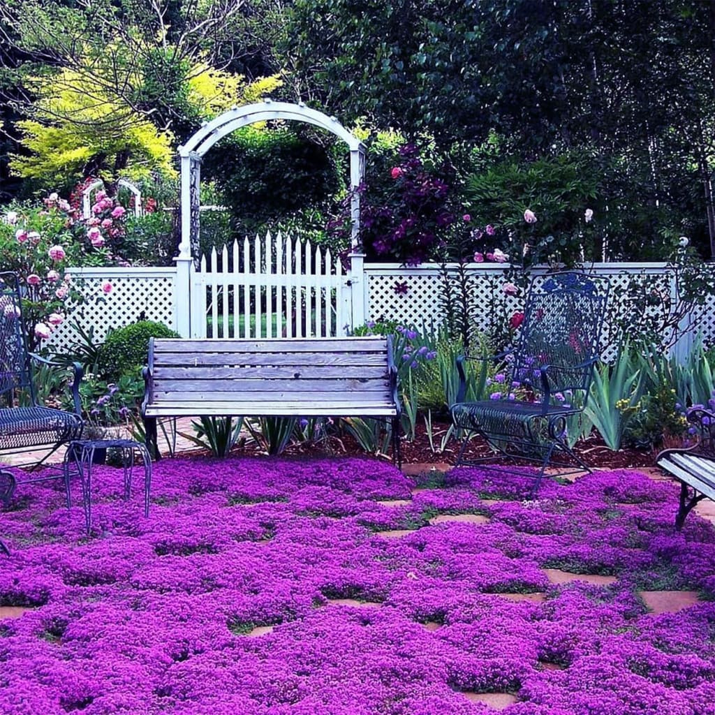 Purple Creeping Thyme Seeds for Planting Non-GMO