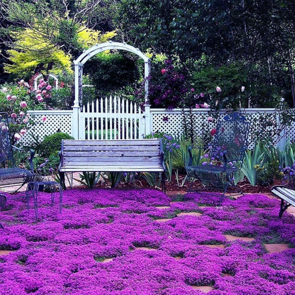 Purple Creeping Thyme Seeds for Planting Non-GMO