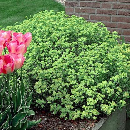 Purple Creeping Thyme Seeds for Planting Non-GMO