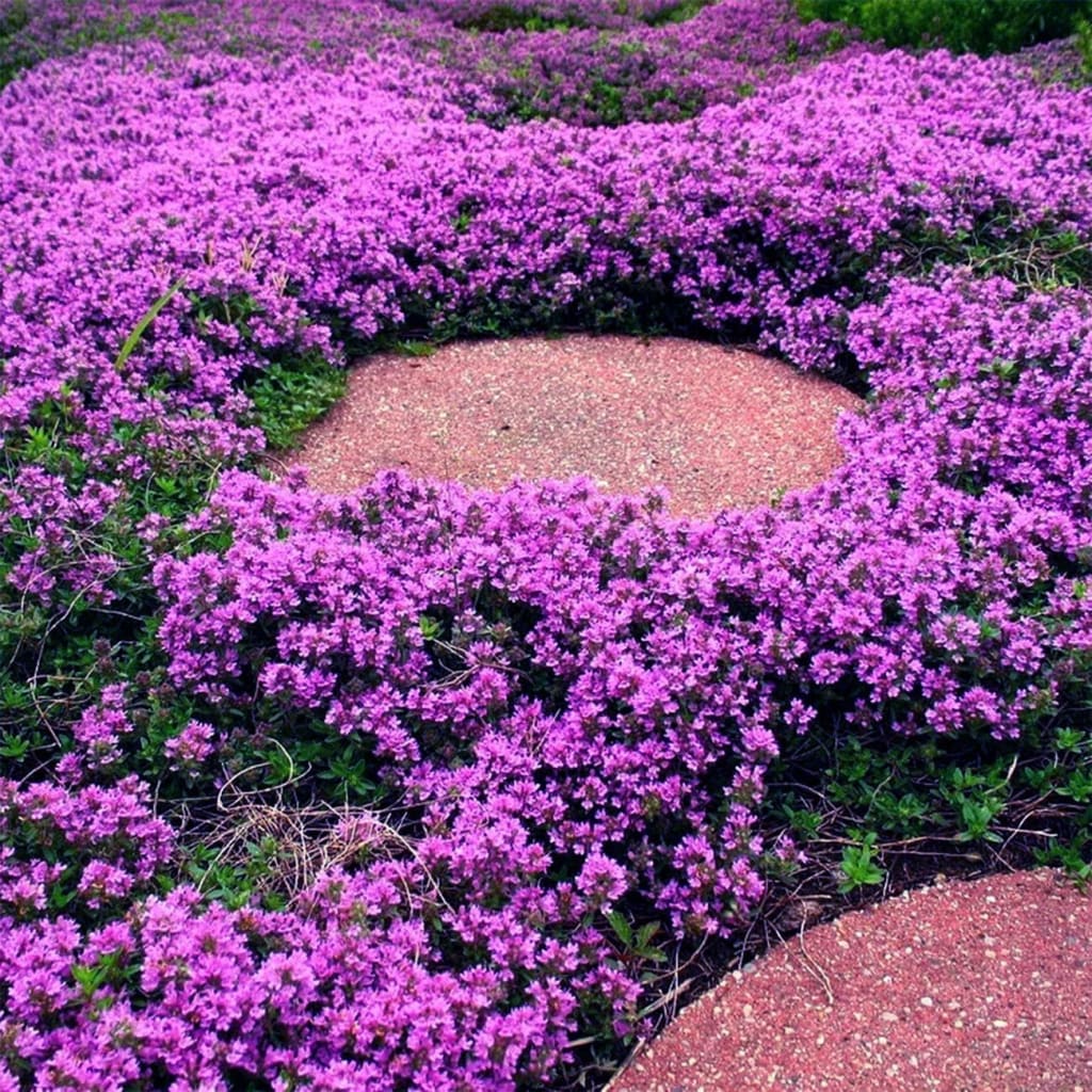 Purple Creeping Thyme Seeds for Planting Non-GMO Perennial Seeds