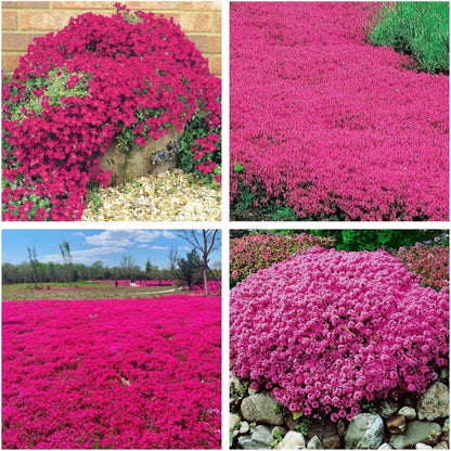 Purple Creeping Thyme Seeds for Planting Non-GMO