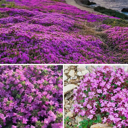 Purple Creeping Thyme Seeds for Planting Non-GMO Perennial Seeds