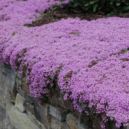 Purple Creeping Thyme Seeds for Planting Non-GMO Perennial Seeds