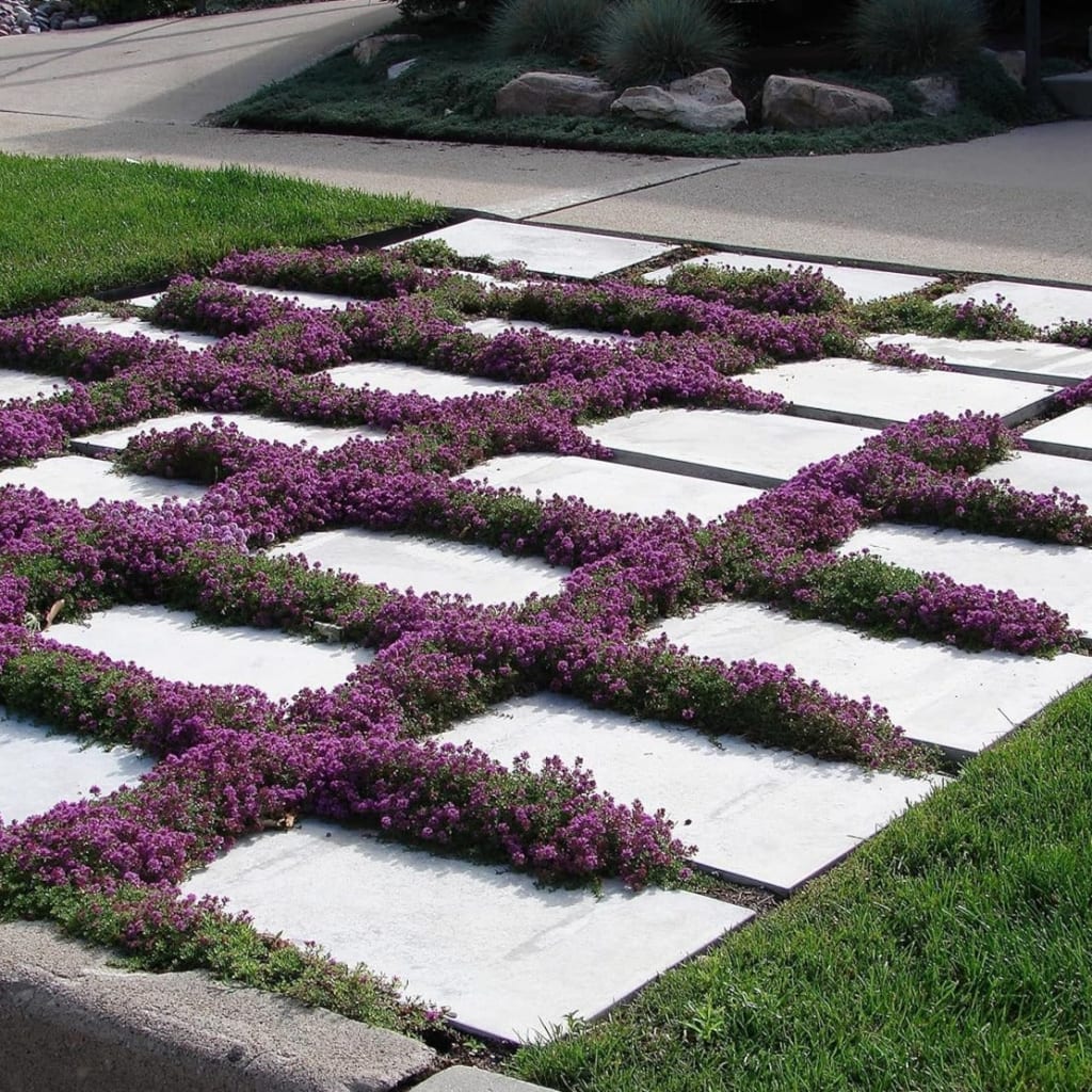 Purple Creeping Thyme Seeds for Planting Non-GMO Perennial Seeds