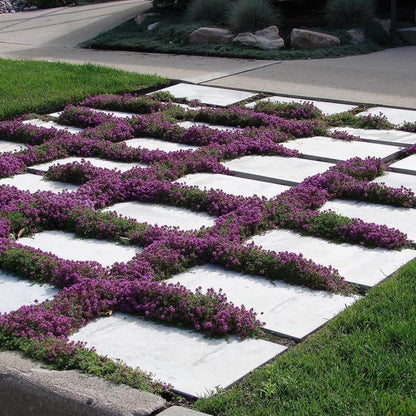 Purple Creeping Thyme Seeds for Planting Non-GMO Perennial Seeds