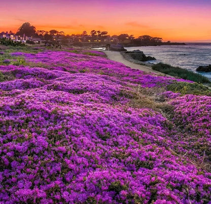 Purple Creeping Thyme Seeds for Planting Non-GMO
