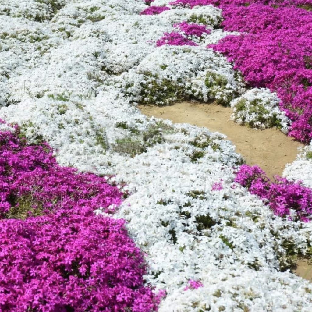 Purple Creeping Thyme Seeds for Planting Non-GMO