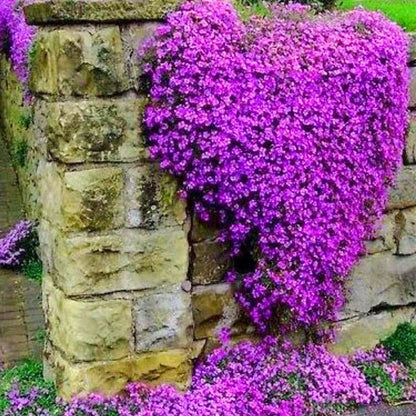 Purple Creeping Thyme Seeds for Planting Non-GMO