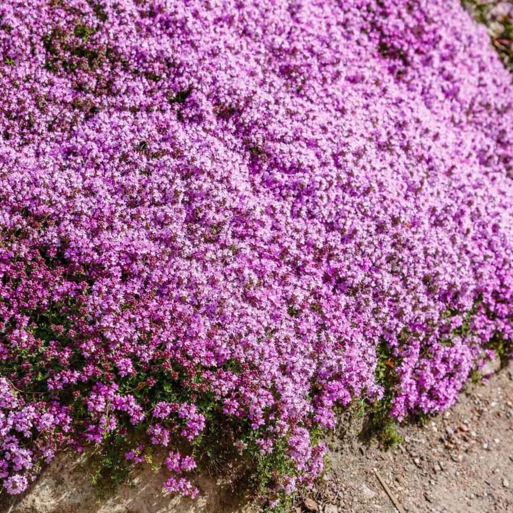 Purple Creeping Thyme Seeds for Planting Non-GMO