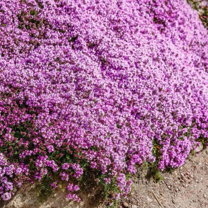Purple Creeping Thyme Seeds for Planting Non-GMO